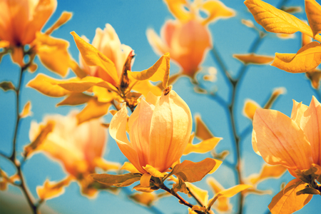 Blossoming orange colored magnolia flowers against the sky. Springtime. Natural flowers background.の写真素材