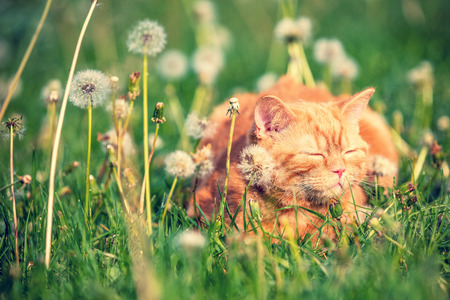 Red tabby cat enjoying the sun on the blowball meadowの写真素材