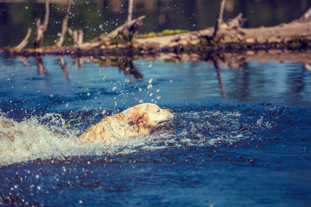 Labrador Retriever Dog Floats in the Riverの写真素材