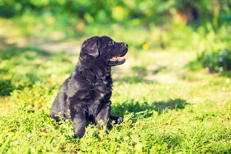 Puppy Labrador Retriever sitting in the garden on the grassの写真素材