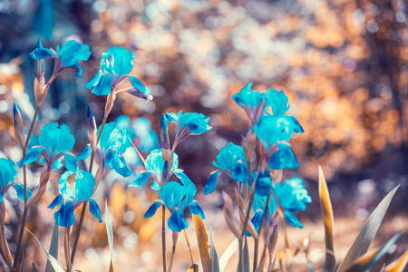 Blue vintage Iris flowers in the gardenの写真素材