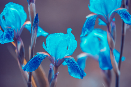 Blue vintage Iris flowers in the gardenの写真素材
