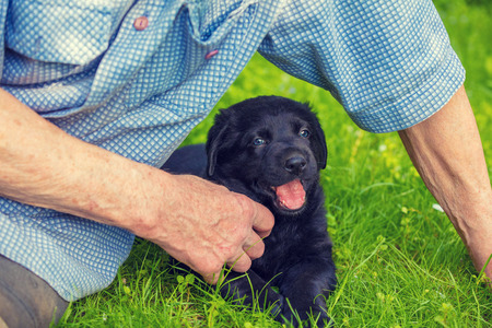 Old man with the little black puppy of labrador retriever outdoors. Man sitting on the grass and petting the puppyの写真素材