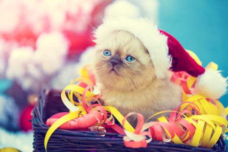Little kitten wearing Santa Claus hat sitting in a backet with christmas decorationの写真素材