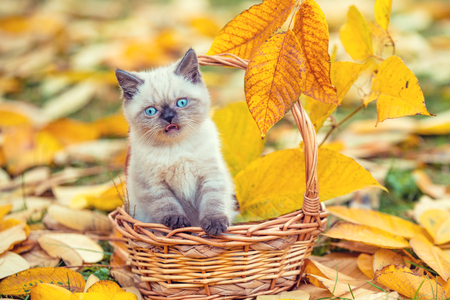 Little kitten sitting in a basket in the garden on the fallen leaves in autumnの写真素材