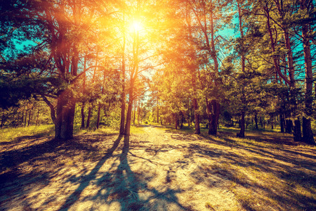 Glade in the pine forest on a sunny dayの写真素材