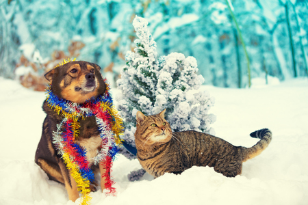 A dog and a cat sitting together outdoors in a snowy forest near a Christmas treeの写真素材