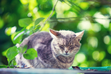 Cute gray cat sleeping in the gardenの写真素材