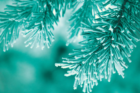 The pine branches are covered with hoarfrost. Natural winter background. Winter nature. Snowy...