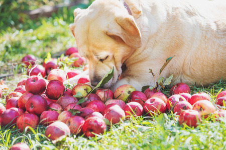 Labrador retriever dog lying on the grass in the orchard and sniffing applesの写真素材