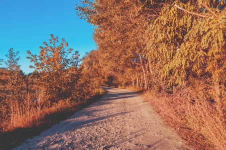 Rural landscape in the evening. The country road at sunset