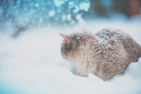 Siamese cat walking in deep snow during a snowfallの写真素材