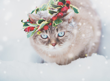 Portrait of the Siamese kitten wearing Christmas wreath. Cat walking on the deep snow in winterの写真素材