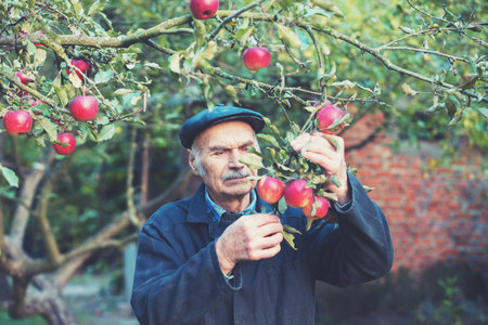 Old man harvesting apples in the orchardの写真素材