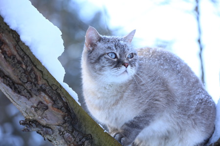 Siamese cat sits on a tree in the garden in a snowy winterの写真素材