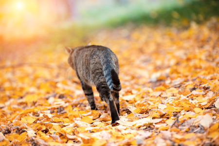 The cat walks on fallen leaves in the autumn forest back to the cameraの写真素材