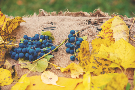 Abstract autumn composition of grapes and fallen leaves on burlapの写真素材
