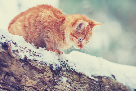 Cute red kitten sitting on the tree in snowy winter orchardの写真素材
