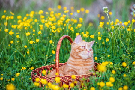 Portrait of a little ginger kitten sitting in the basket on the Ranunculus flowers field. Cat enjoying springの写真素材