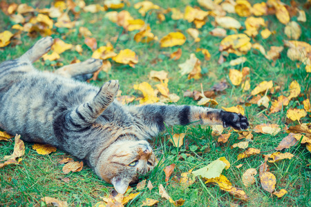 The cat lies on his back on the grass, covered with fallen leaves in the autumn gardenの写真素材