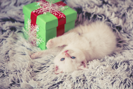 Cute little white kitten lying near the gift box on a fluffy blanketの写真素材