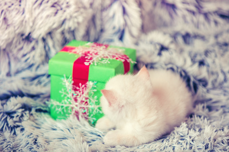 Cute little white kitten lying near the gift box on a fluffy blanketの写真素材
