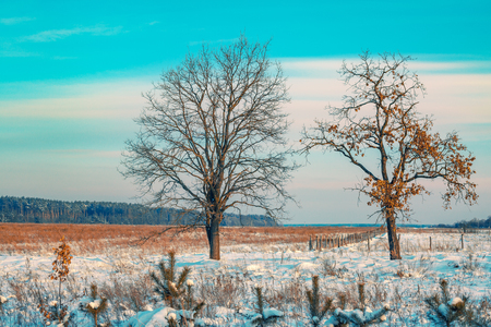 Rural landscape in winter. The field covered with snow and trees on the fieldの写真素材