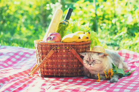 The cat is sitting on a blanket near a picnic basket in the summerの写真素材