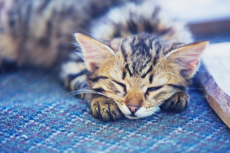 Cute little Siberian kitten is resting in the yardの写真素材