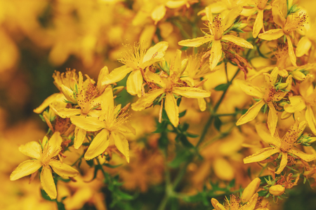 Blossoming Saint-John's-wort herbの写真素材