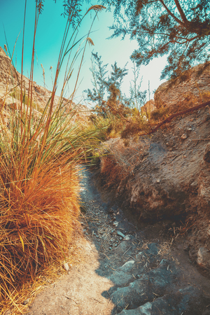 Oasis in desert, Ein Gedi nature reserve. Israelの写真素材