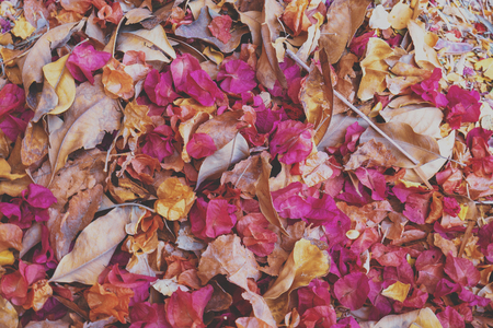 Fallen leaves and dry rose petals backgroundの写真素材