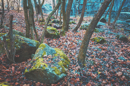 Stones in the forest by the riverの写真素材