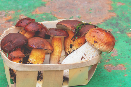 Mushrooms are in the basket. Boletus edulises in a basketの写真素材