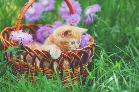 Cute little red kitten sitting in a basket on a flower lawnの写真素材