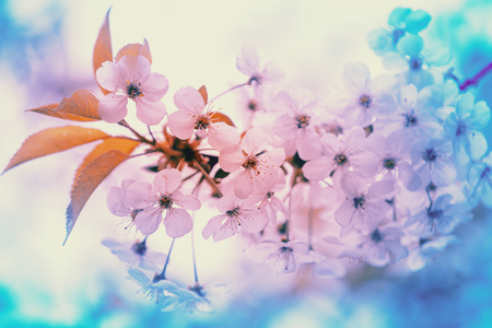 Blooming cherry tree branch on a spring sunny dayの写真素材