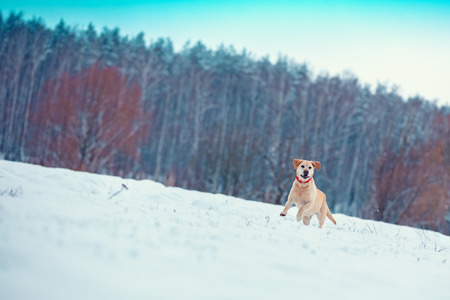 Labrador Retriever dog runs along a snowy field in winterの写真素材