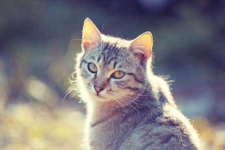 Portrait of a cat outdoors in spring