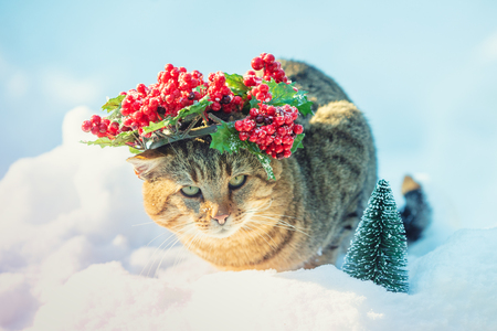 Cat wearing Christmas wreath walking on the snow in winterの写真素材