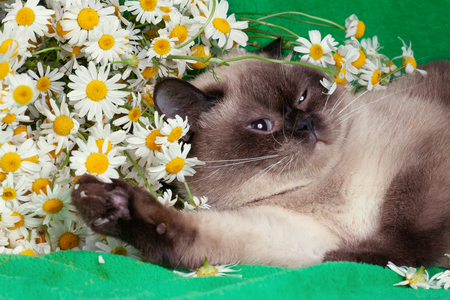 Cute color point cat lying on a green blanket near chamomile flowersの写真素材