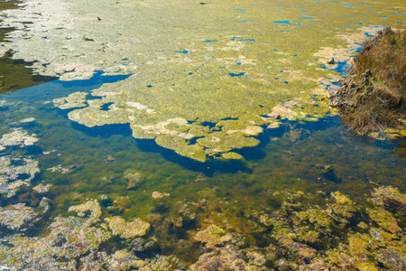 Pond covered with slime