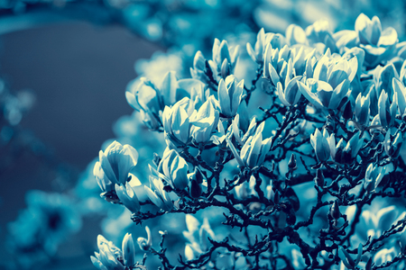 Turquoise-toned blossoming magnolia flowers. Springtime. Turquoise vintage nature flowers backgroundの写真素材