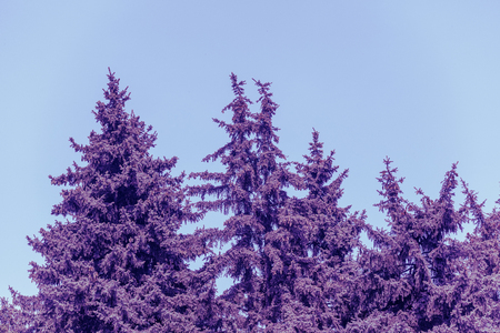 Vintage fir trees against blue skyの写真素材
