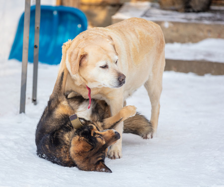 Two playful dogs playing outdoors in the snowy yard in winter. Labrador retriever with a mongrel dogの写真素材