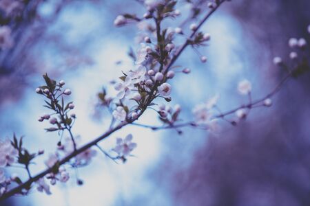 Vintage blossom plum trees in an orchard. Spring natural background. Violet tonedの写真素材