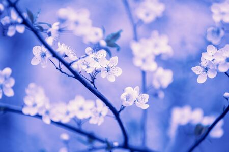 Vintage blossom plum trees in an orchard. Spring natural background. Violet tonedの写真素材