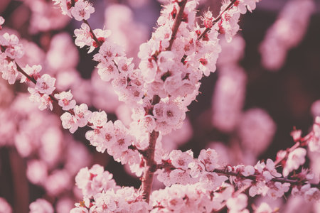 Flowering apricot tree branches. Spring nature background. Red colored