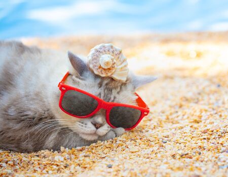 Cat wearing sunglasses with the shell on a head lying on the beachの写真素材