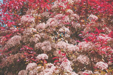 Natural floral background. Flowering bird cherry trees in the gardenの写真素材