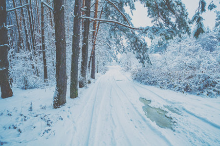 Snowy winter forest. Pine trees covered with snow. Road in the forest. Winter nature. Nature winter...